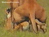 [ Zoo Sex Video ] Strong lion desires to have intercourse with his female